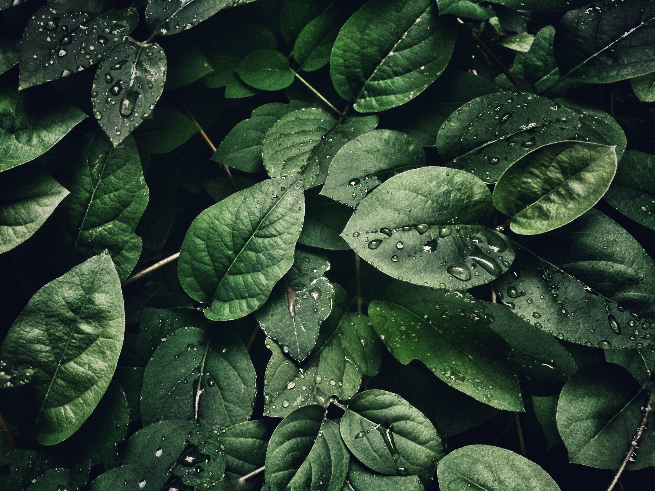 Monsoon’s Knowledge Drop #1