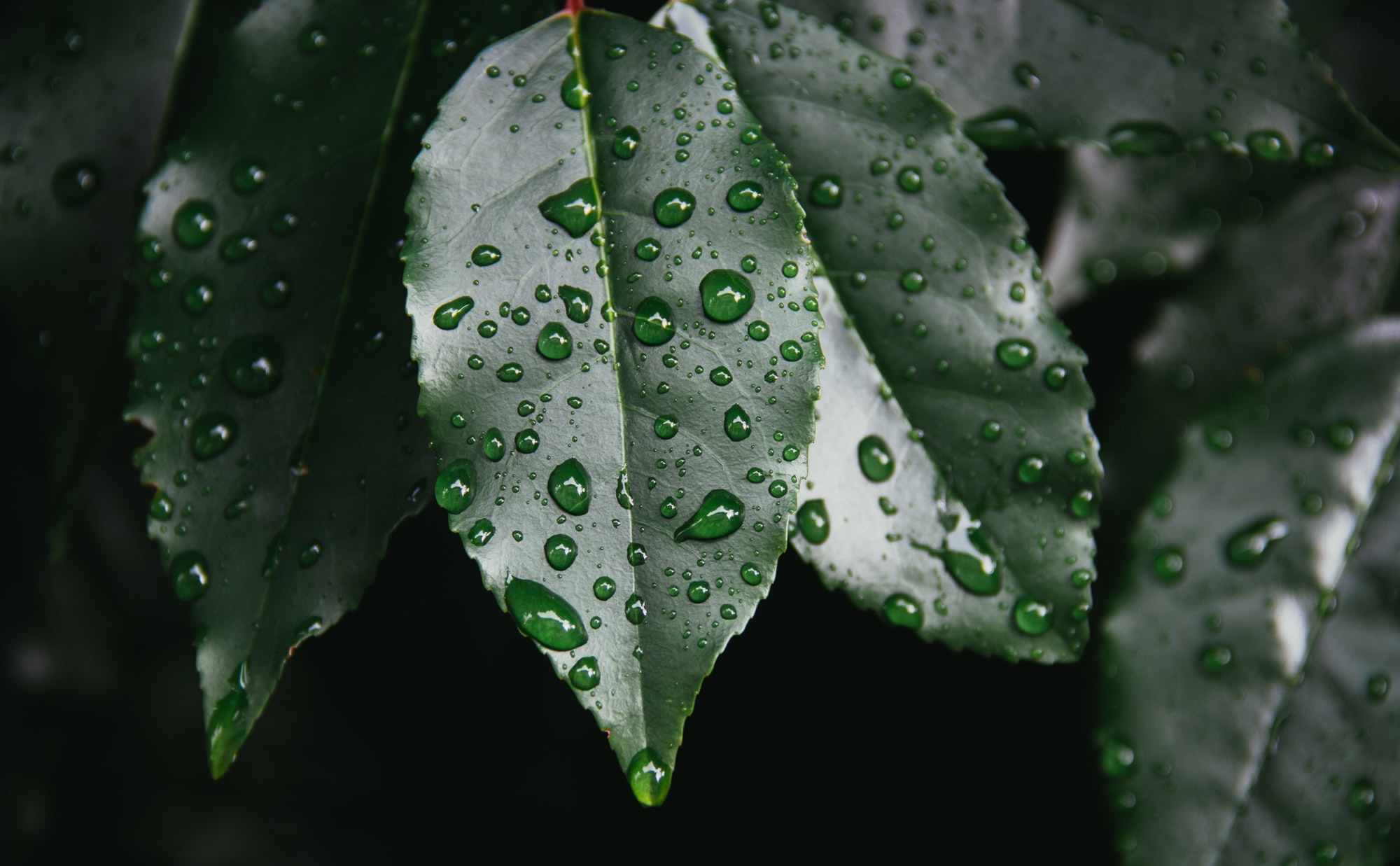 Monsoon’s Knowledge Drop #2