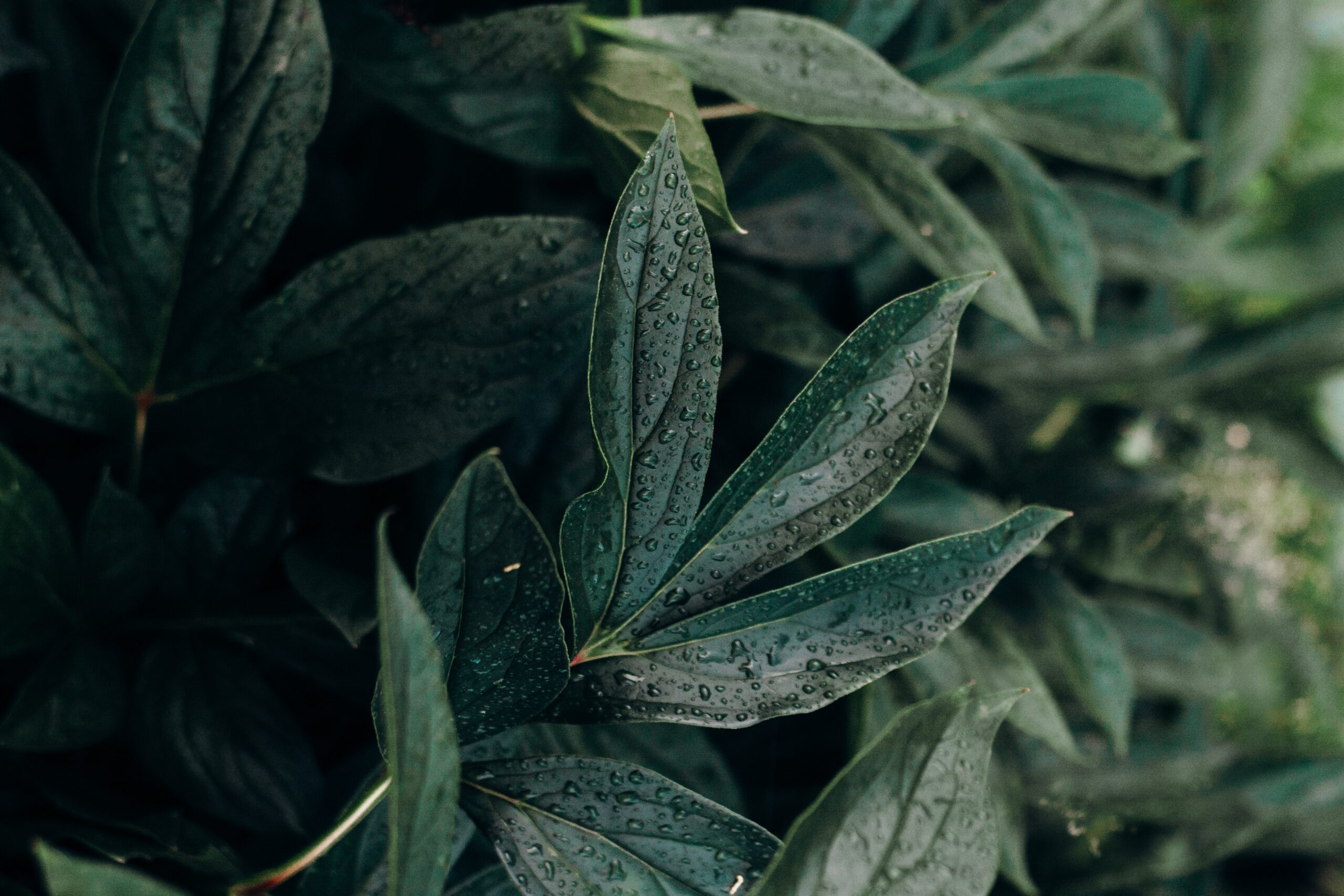Monsoon’s Knowledge Drop | January